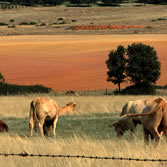 Sierras de Béjar y Francia - Dehesa con ganadería de vacuno