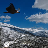 Sierras de Béjar y Francia - Buitre sobrevolando la sierra de Béjar