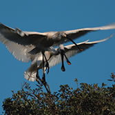 Doñana - Pareja de Espátulas (Platalea leucorodia)