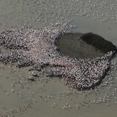 Doñana - Bando de flamencos rosas en una veta de la marisma