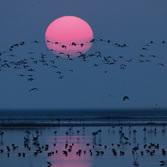 Doñana - Avifauna en la marisma