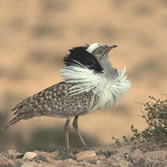 Fuerteventura - Hubara