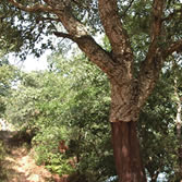 Rio Eo, Oscos y Terras de Burón - Aprovechamiento de corcho.