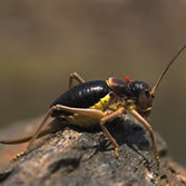 Sierra Nevada - El grillo endémico (Baetica Ustulata)